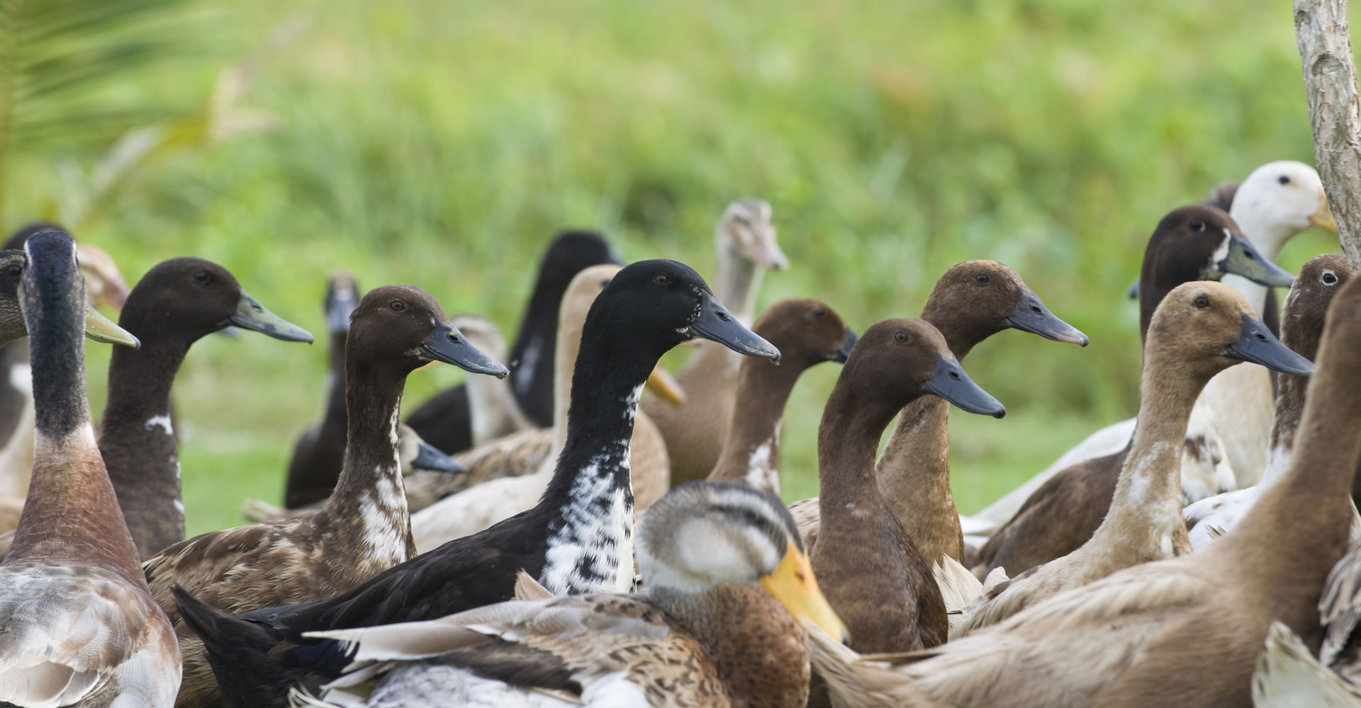 canard du gers